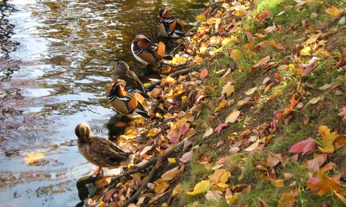 kamien slaski - park