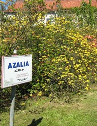 Azalie - Zamek Moszna azalie - zamek moszna