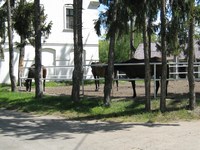Stadnina Koni Moszna zamek moszna - stadnina koni